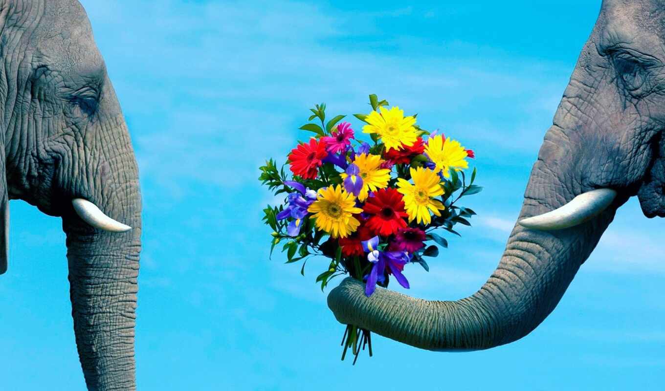 цветы, романтика, слон, ствол, pair, забота