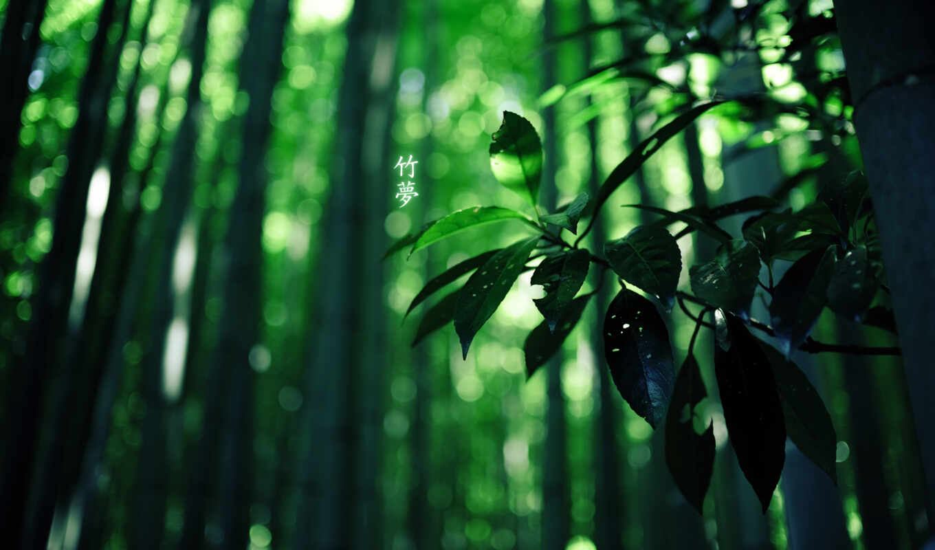 природа, зелёный, лес, бамбук, colour, иероглифы