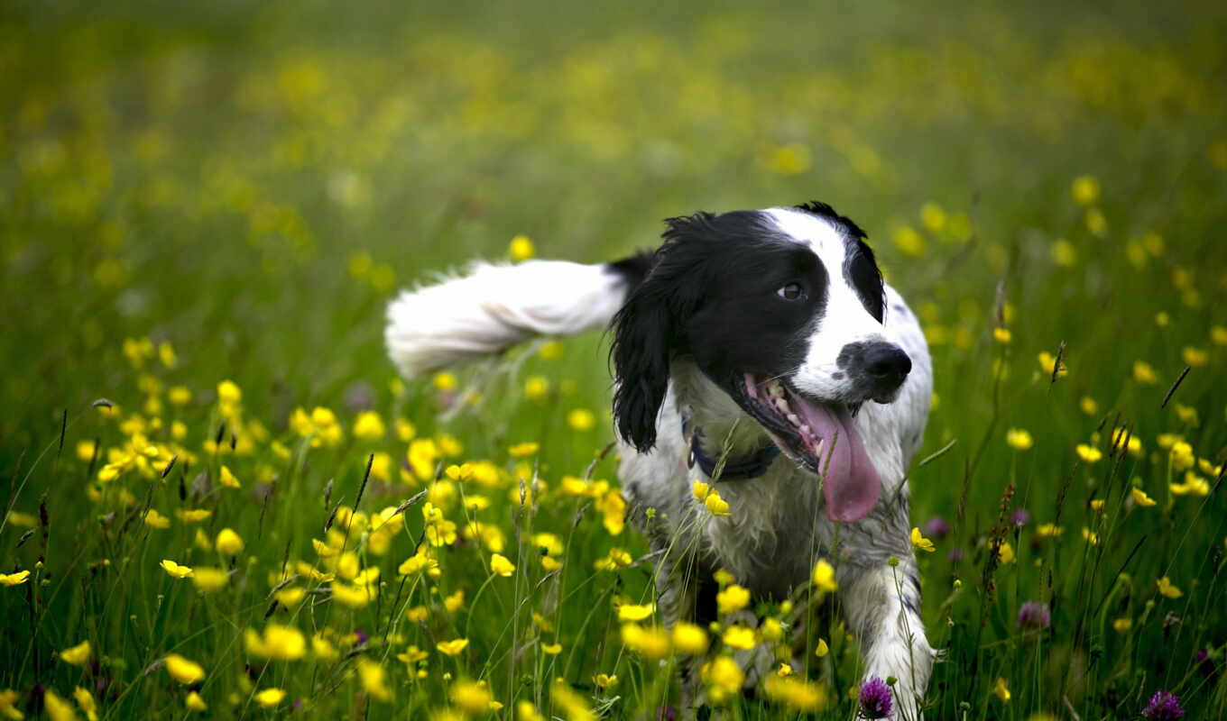 pictures, поле, cute, собака, dogs, funny, happy