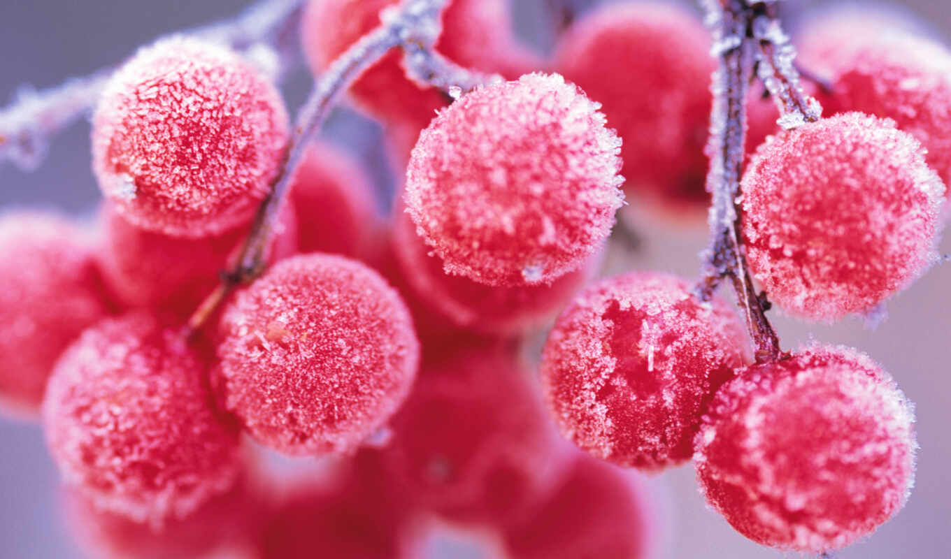 иней, снег, winter, зиму, branch, зимние, ягоды, рябина