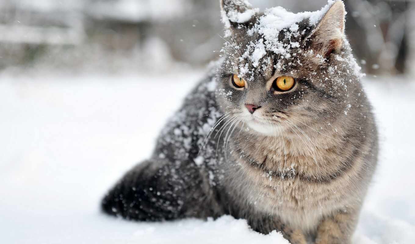 снег, winter, кот, начало, зимы