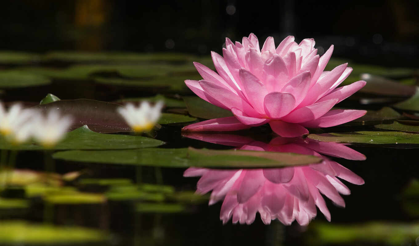 nature, flowers, under, water, pink, lotus, lily, cvety, old times, water lily