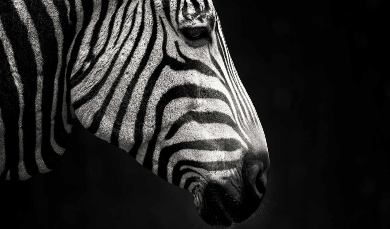 iphone, profile, side, zebra