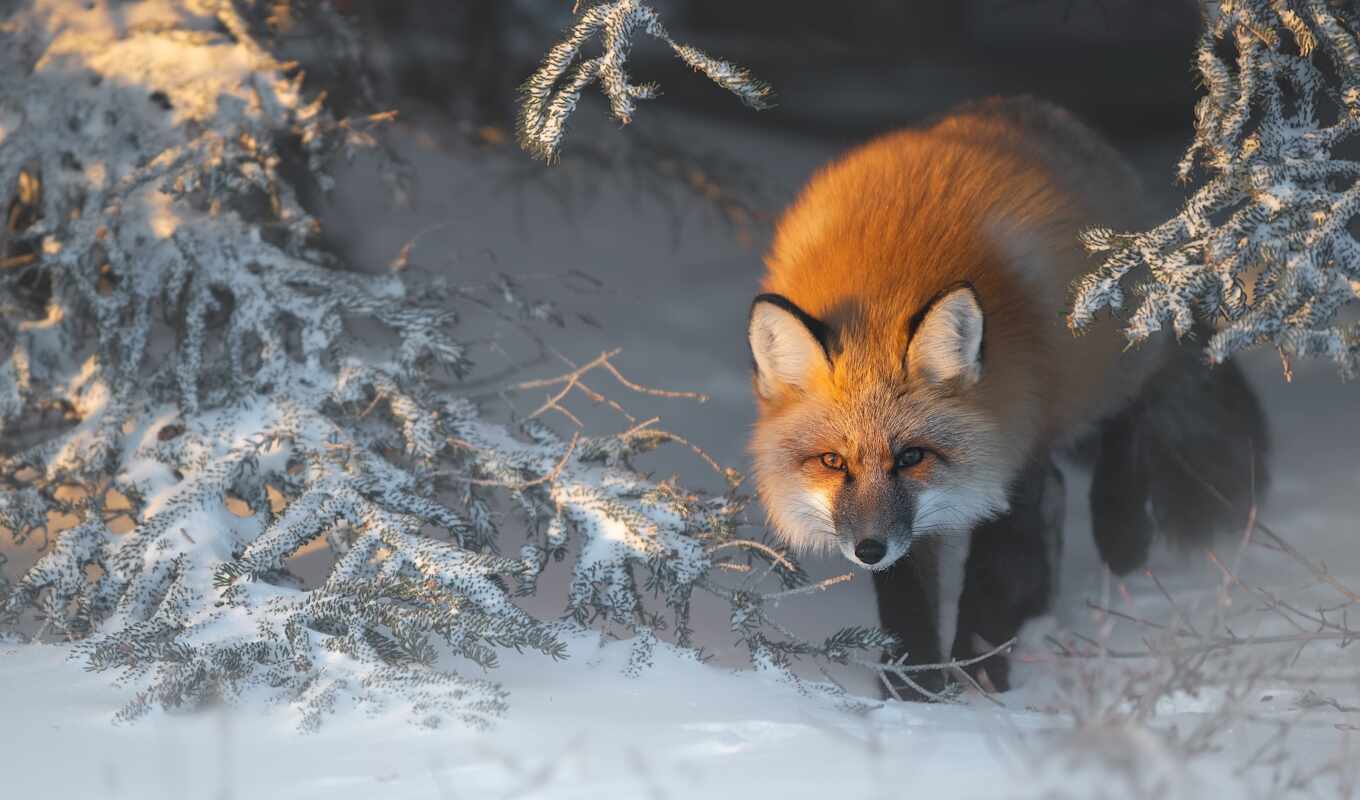 nature, photo, snow, winter, fox, animals, branch, animal, fendoma, liska