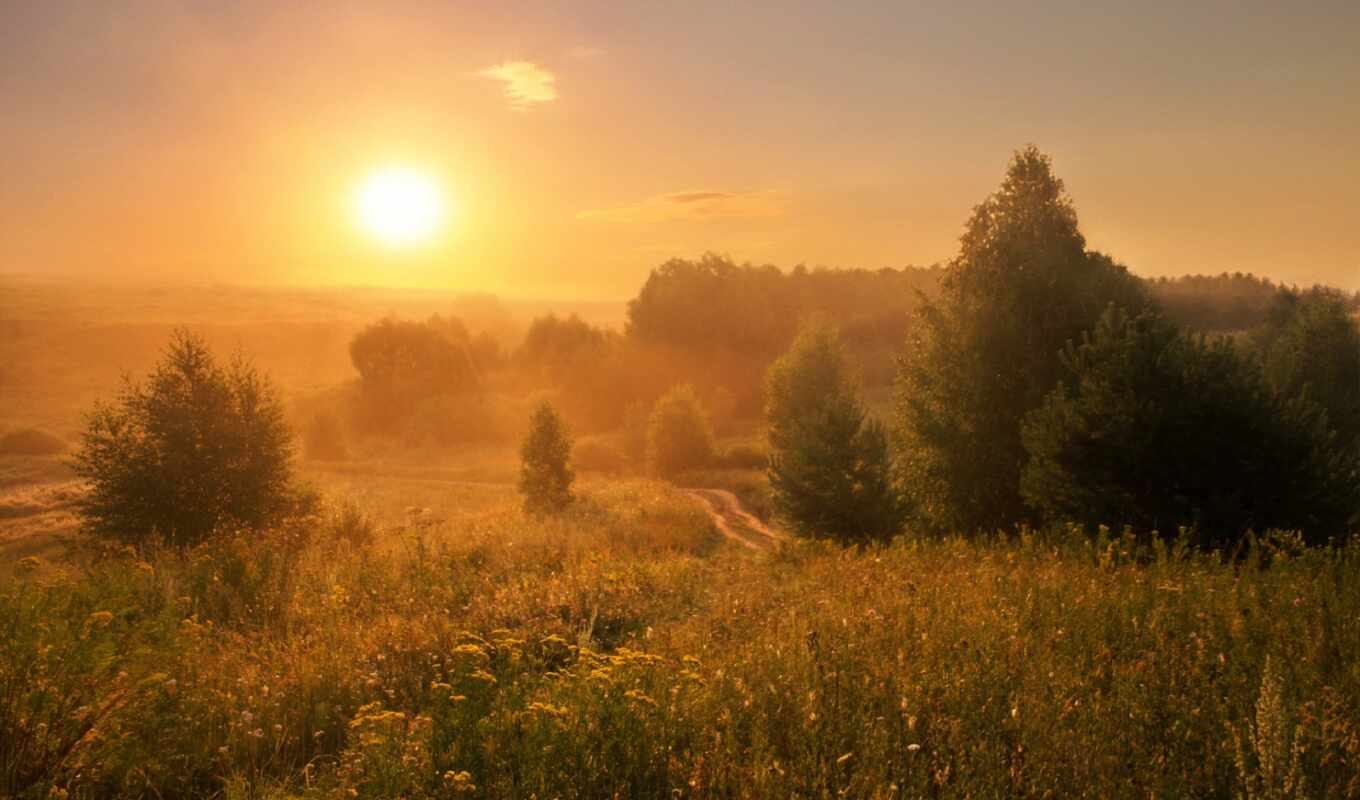 forest, landscape