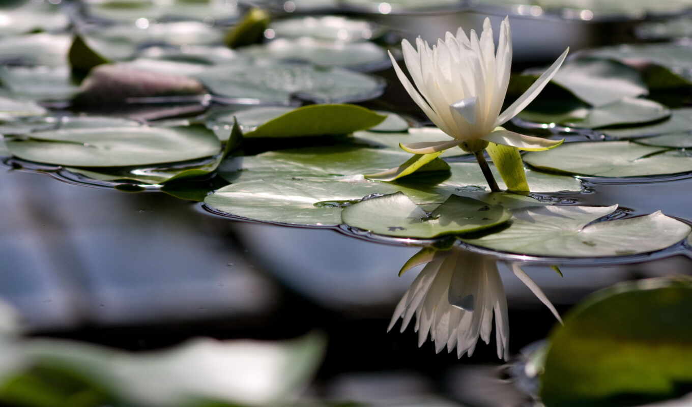 озеро, природа, цветы, категория, совершенно, показать, lily, license