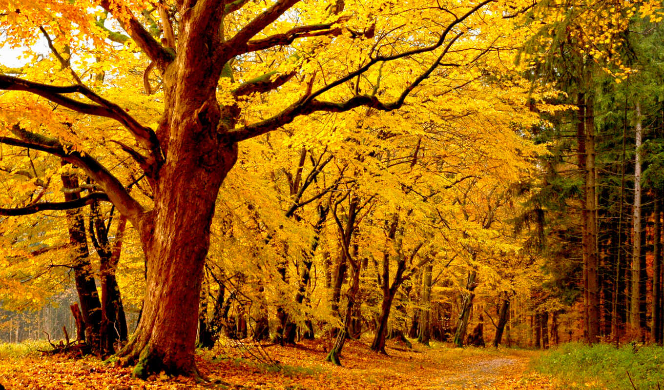 лес, осень, листва, желтые, trees, лесопарк