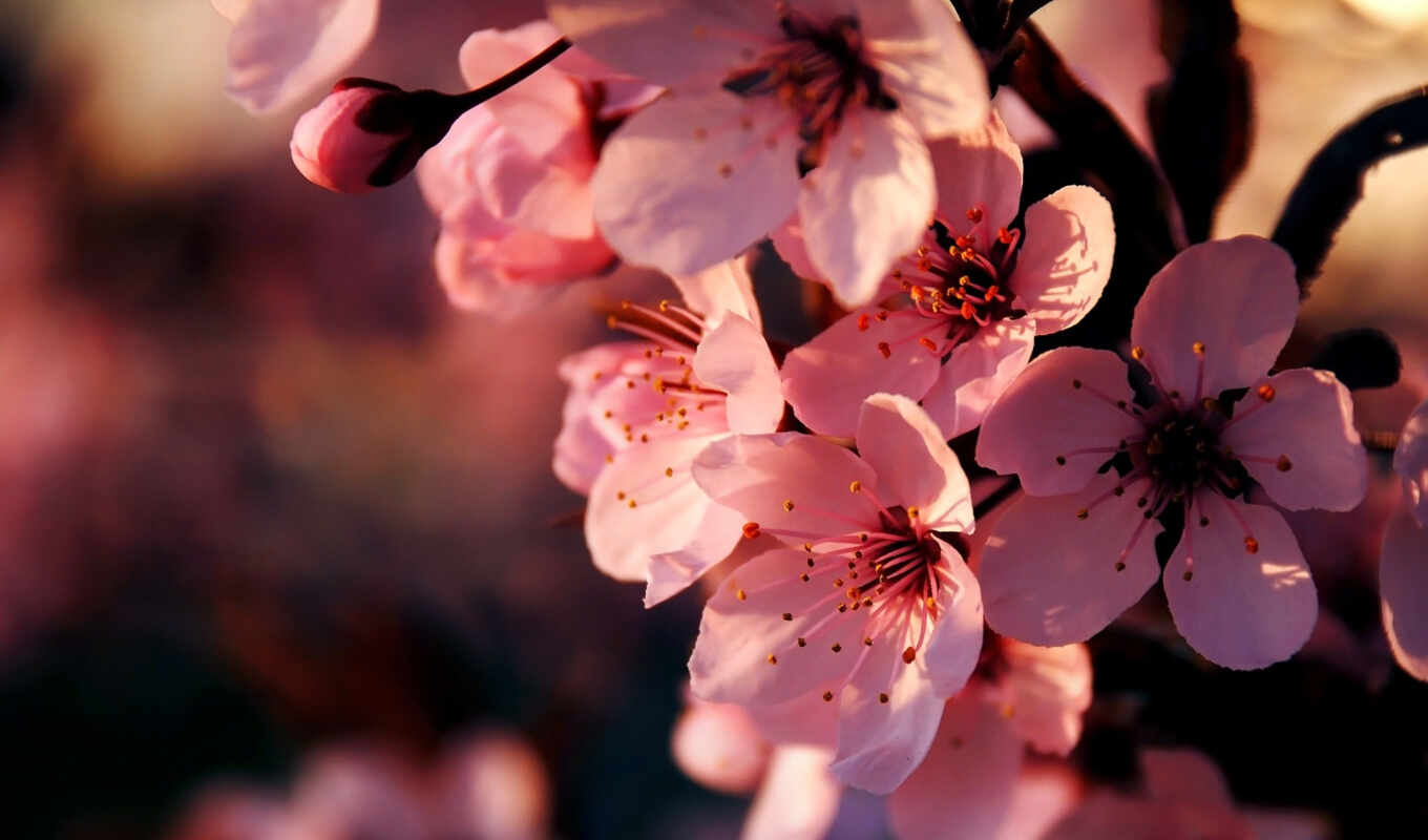 macro, Sakura, cherry, pink, branch, spring, blossom, cvety
