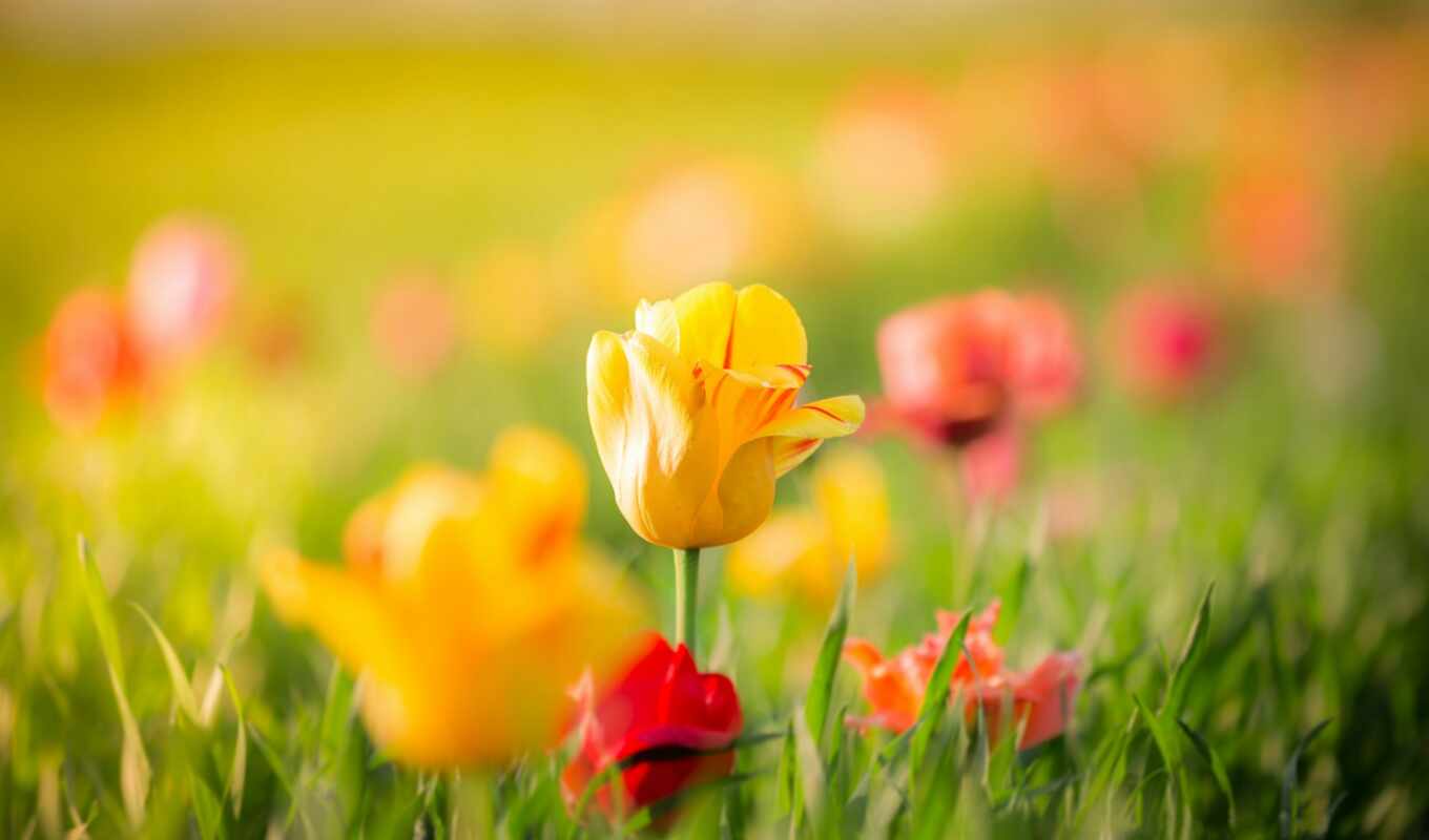 pictures, background, for, pin, screen, fund, flores, tulipanes, rojas, amarillas