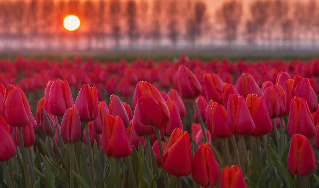 nature, sky, sunset, field, tulips, cvety, tulips, south, plantations