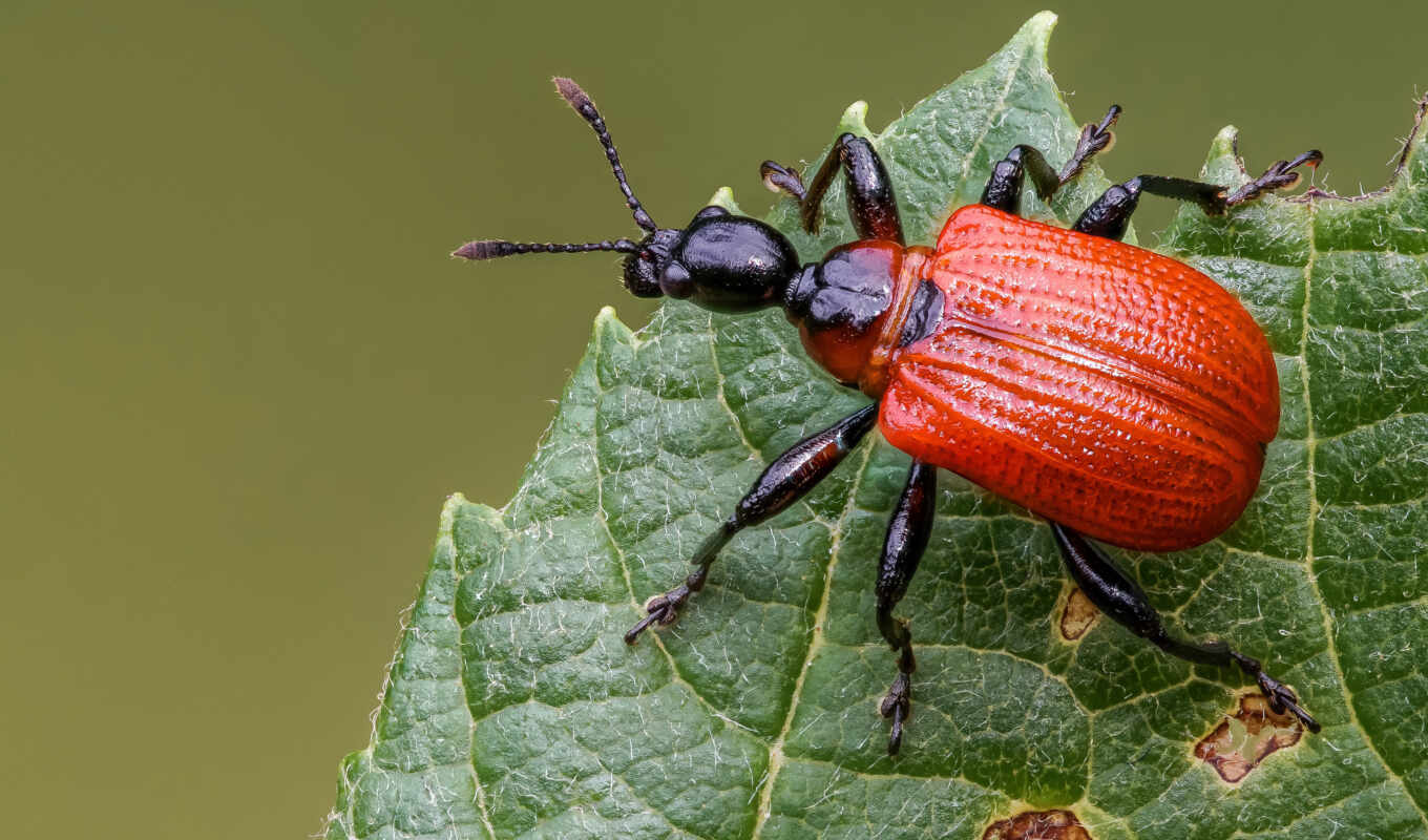 red, green, animal, insect, beatle, leaf, receive, weevil