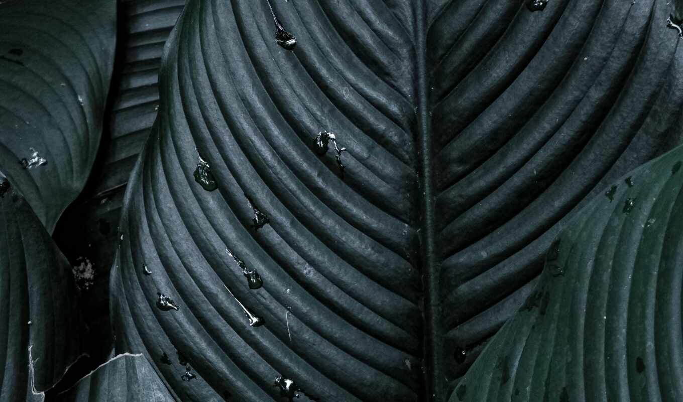 plant, leaf