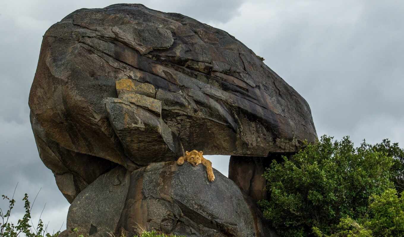 lion, rock, Africa