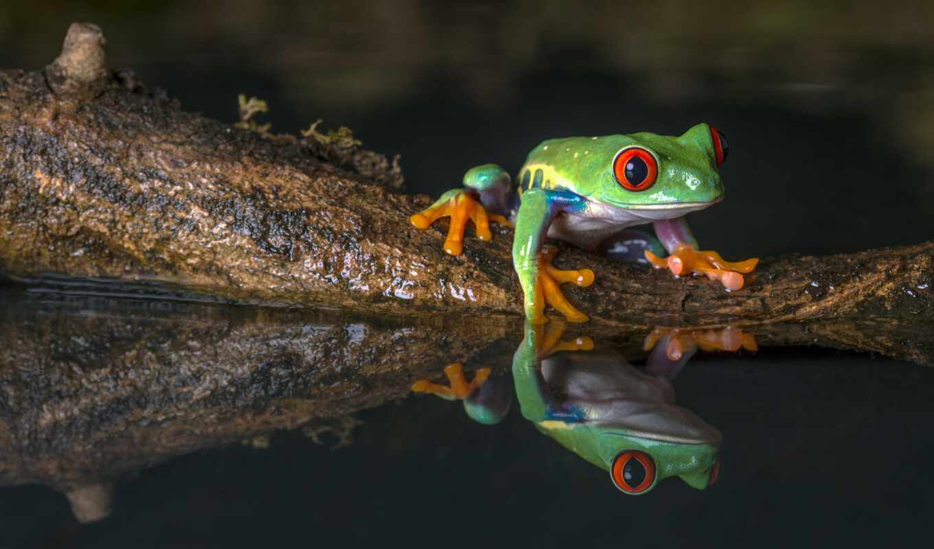 water, frog, animal, reflection