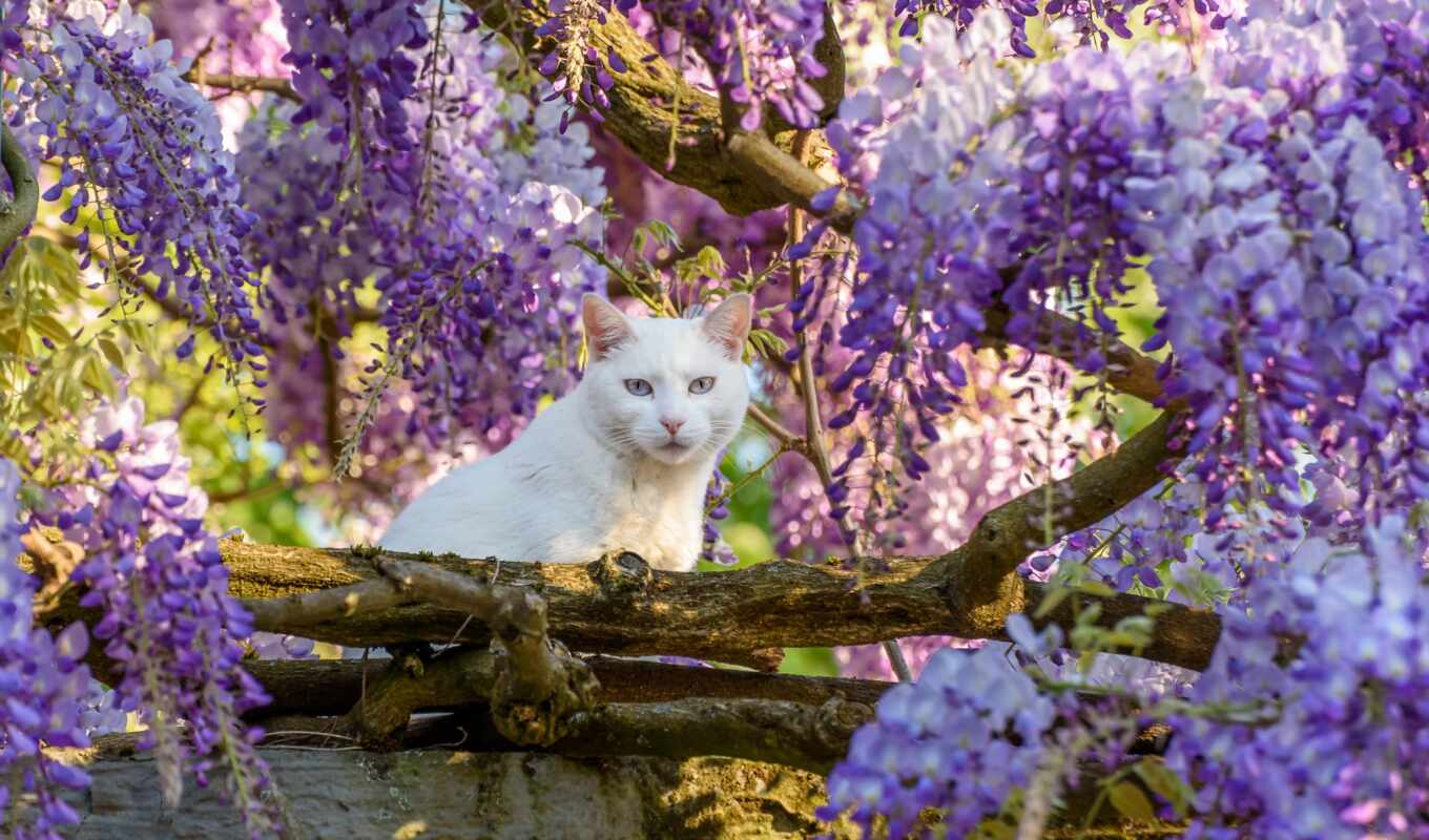 цветы, взгляд, white, дерево, кот, весна, wisteria