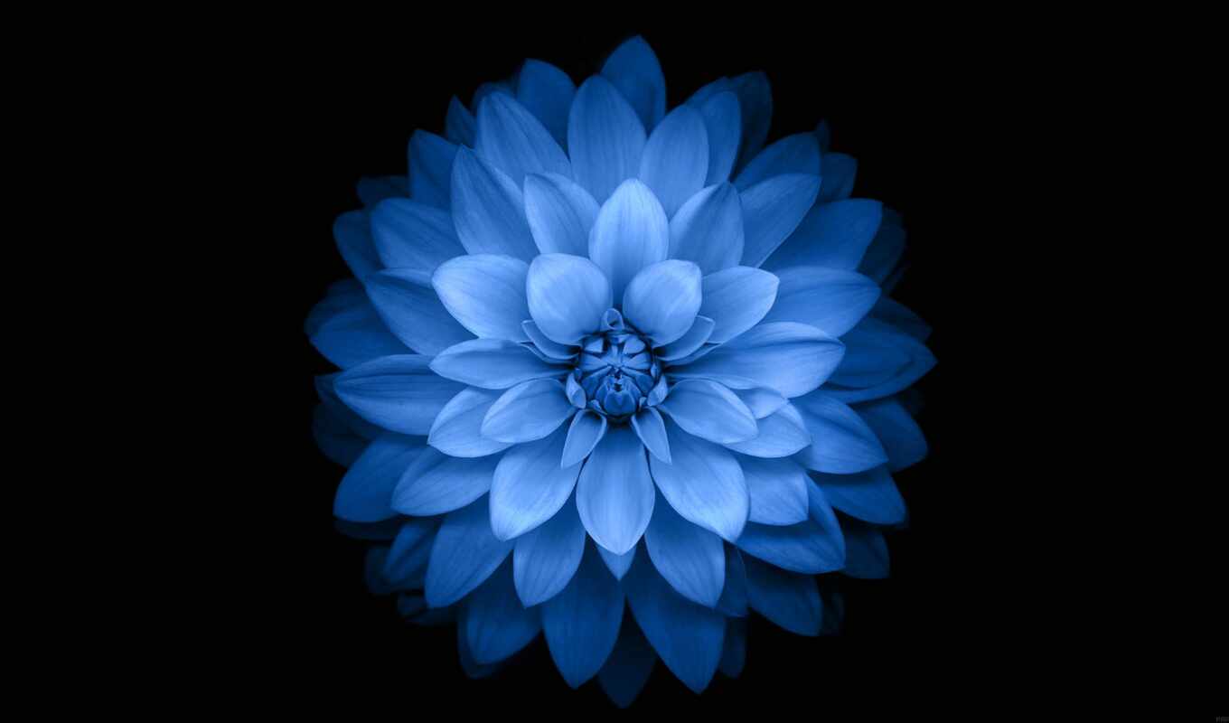 природа, black, цветы, apple, blue, simple, plus, dahlia, іо