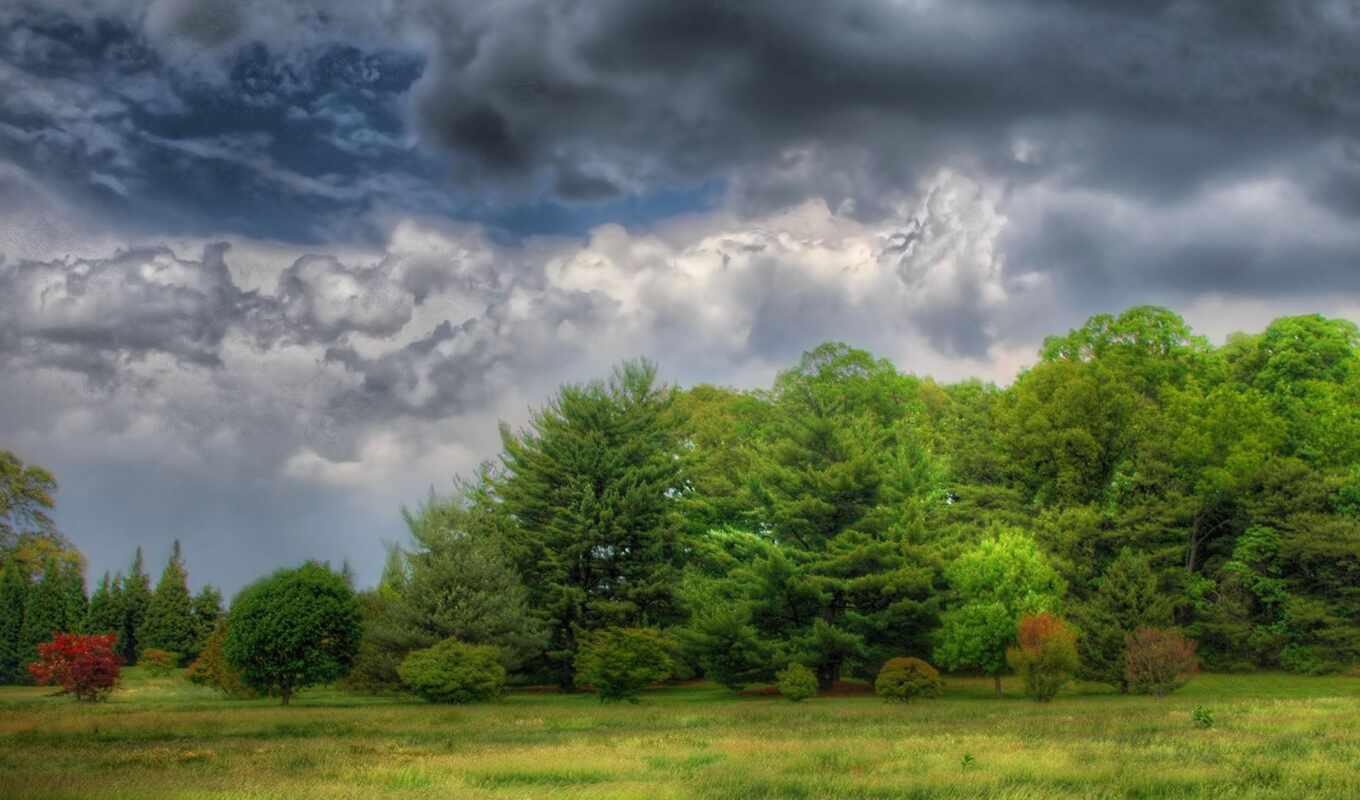 the clouds, forest, lawn