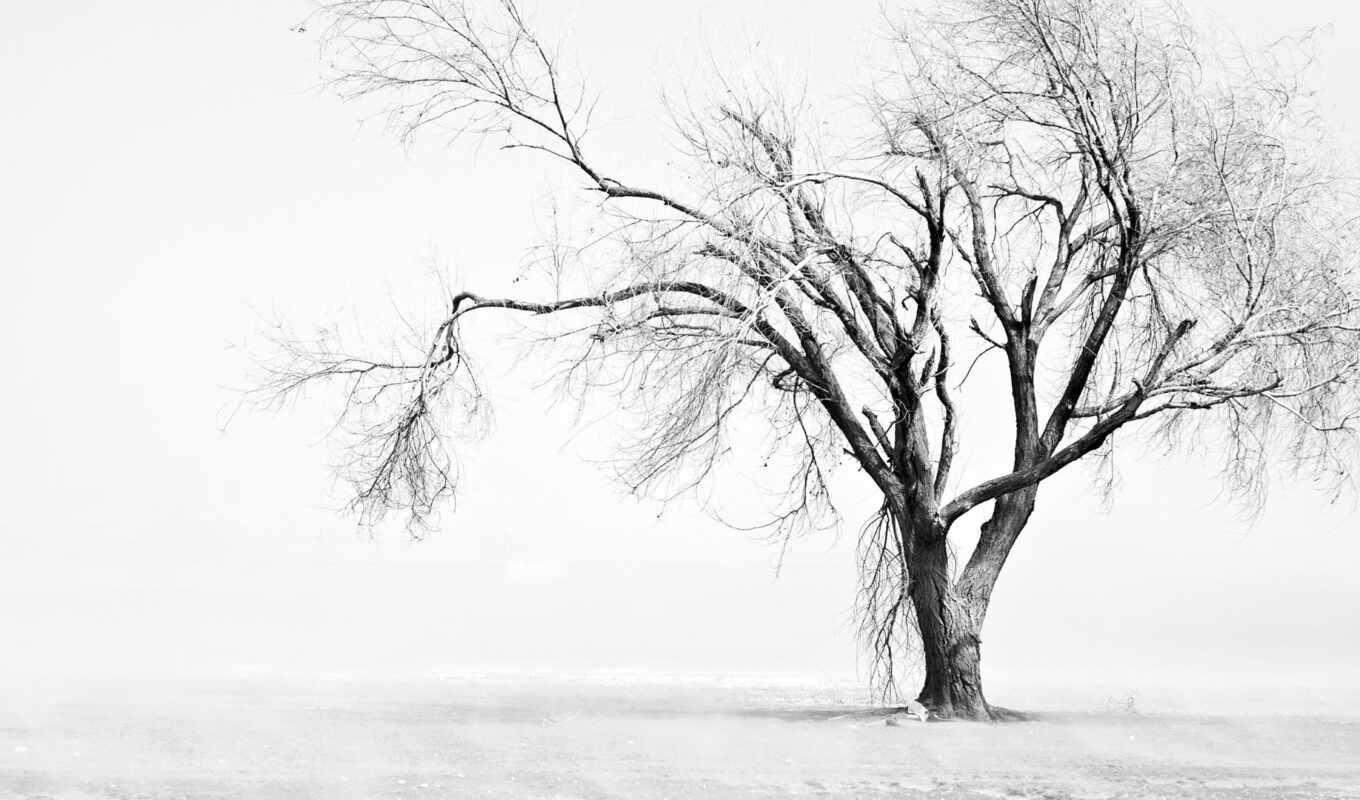 white, дерево, одинокое, увядшее