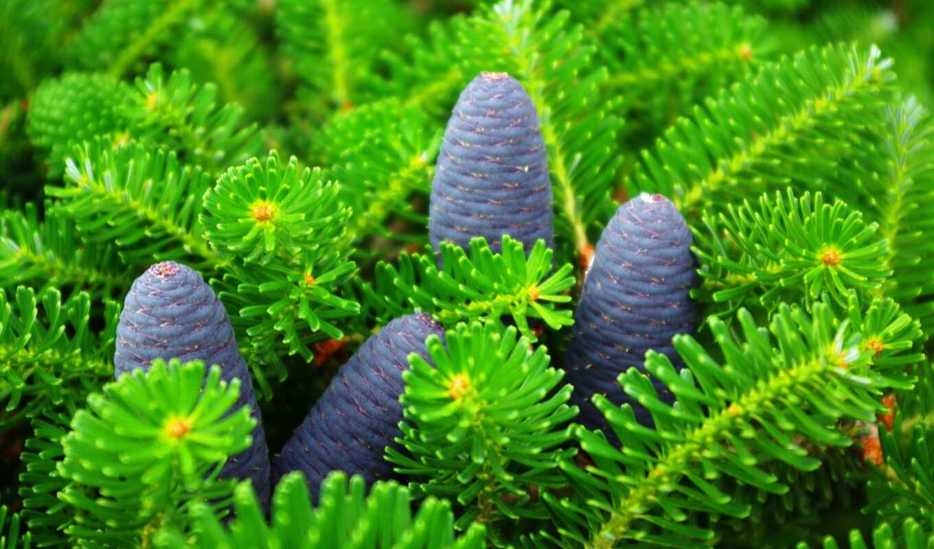 pictures, tree, for, beautiful, blue, fir, bumps, branches, cones