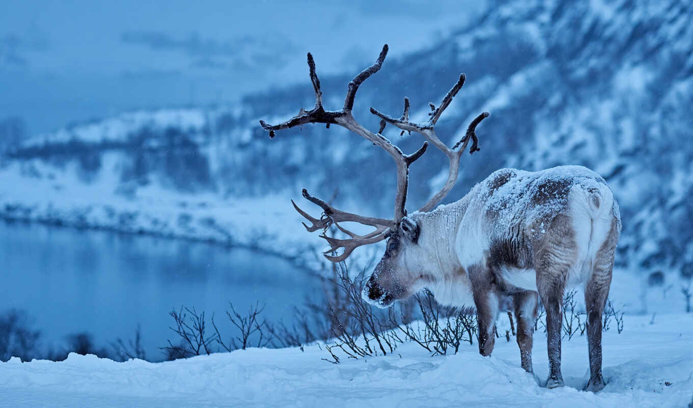 nature, view, branch, animal, cover, classic, reindeer, grind, caribou, there, riftswood