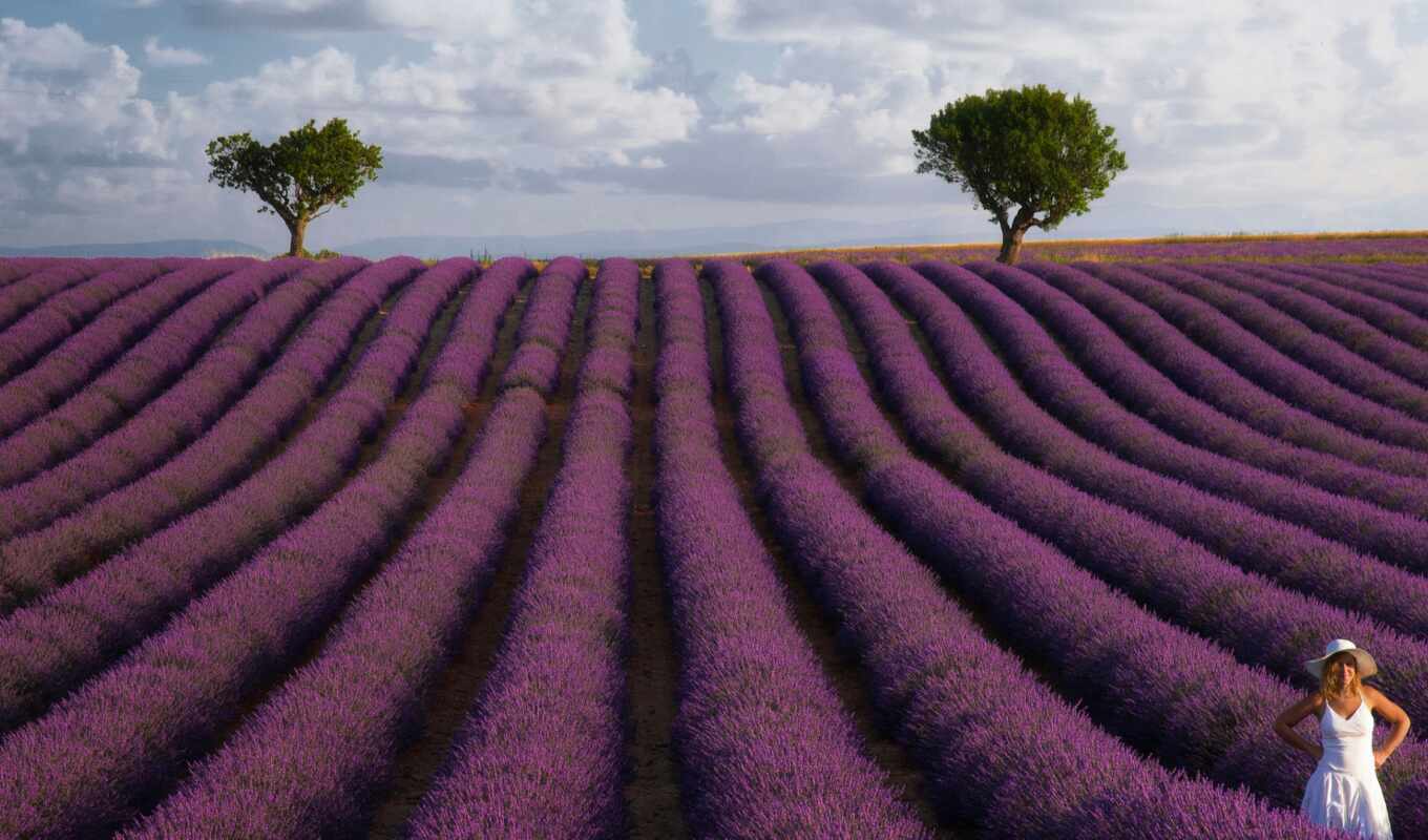 field, France, weed, lavender, rook, provence, France