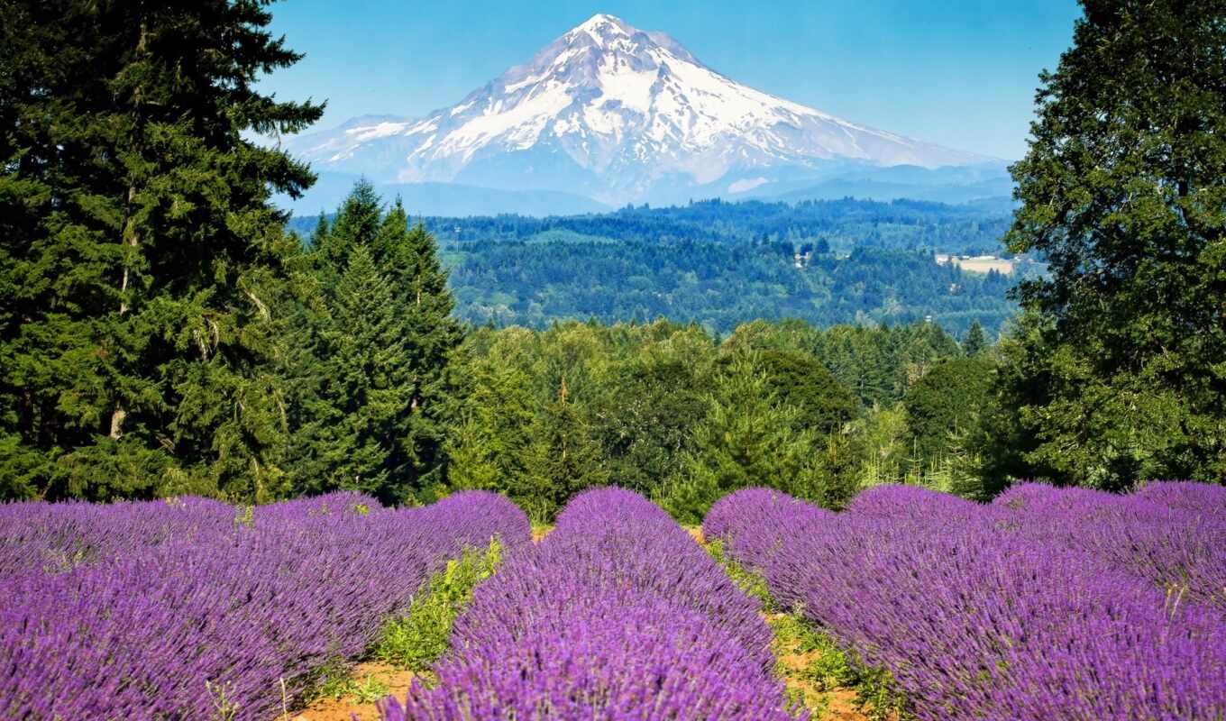 mountain, lavender