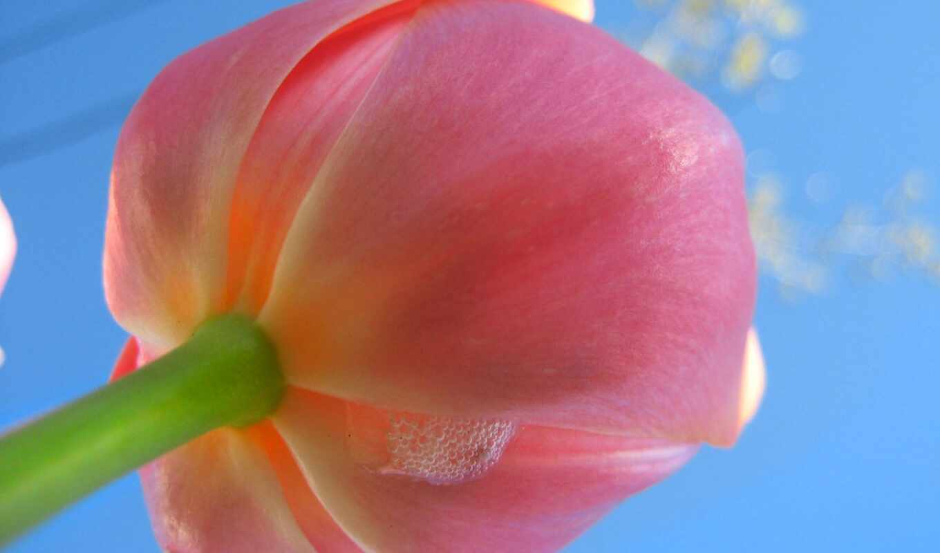 sky, flowers, beautiful, tulips, tulip, colors