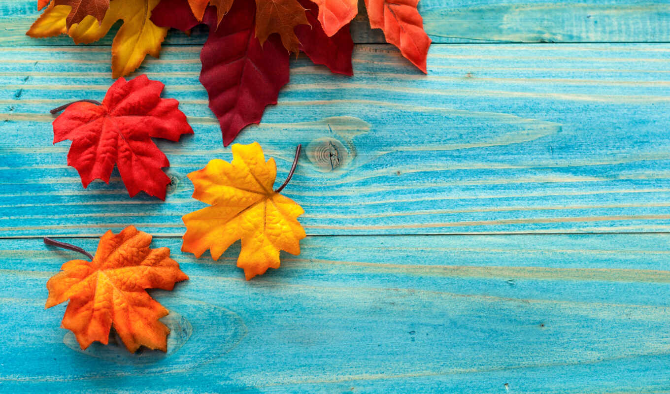 подборка, осень, украсят, листва, maple, осенние, ежедневная, доски