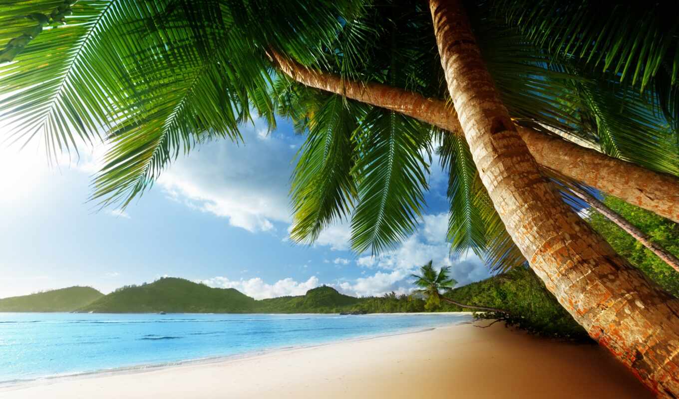 beach, sea, shore, coast, seas, palm trees, palm, calculate, photo wallpapers
