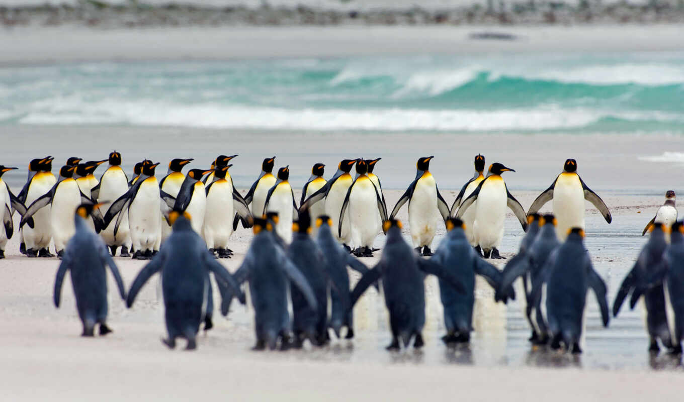 free, планшетный, king, пингвины, пингвин, фалькленд