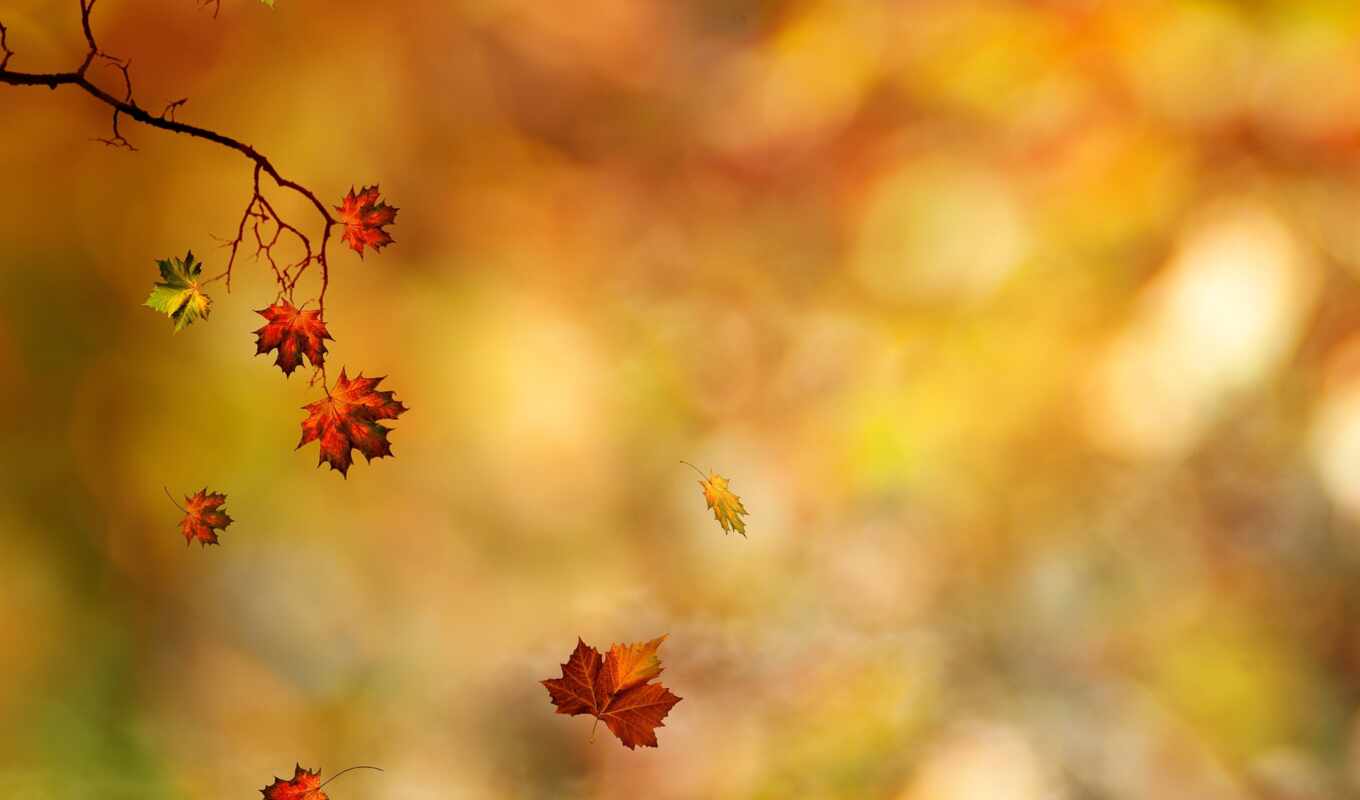 природа, цветы, drop, лист, дерево, красное, осень, пасть, land, ромашка, makryi
