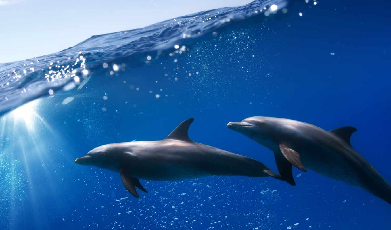 фото, water, под, биг, море, дельфин, два, underwater, myself, дельфина