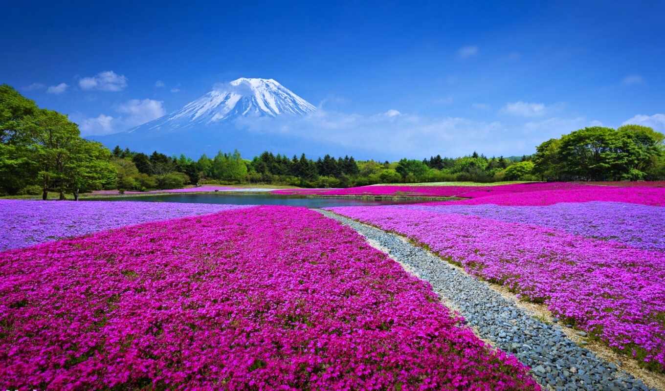 nature, flowers, colors, mountain, japanese, another, weed, permission, fudz, fudziyamoi, purpura