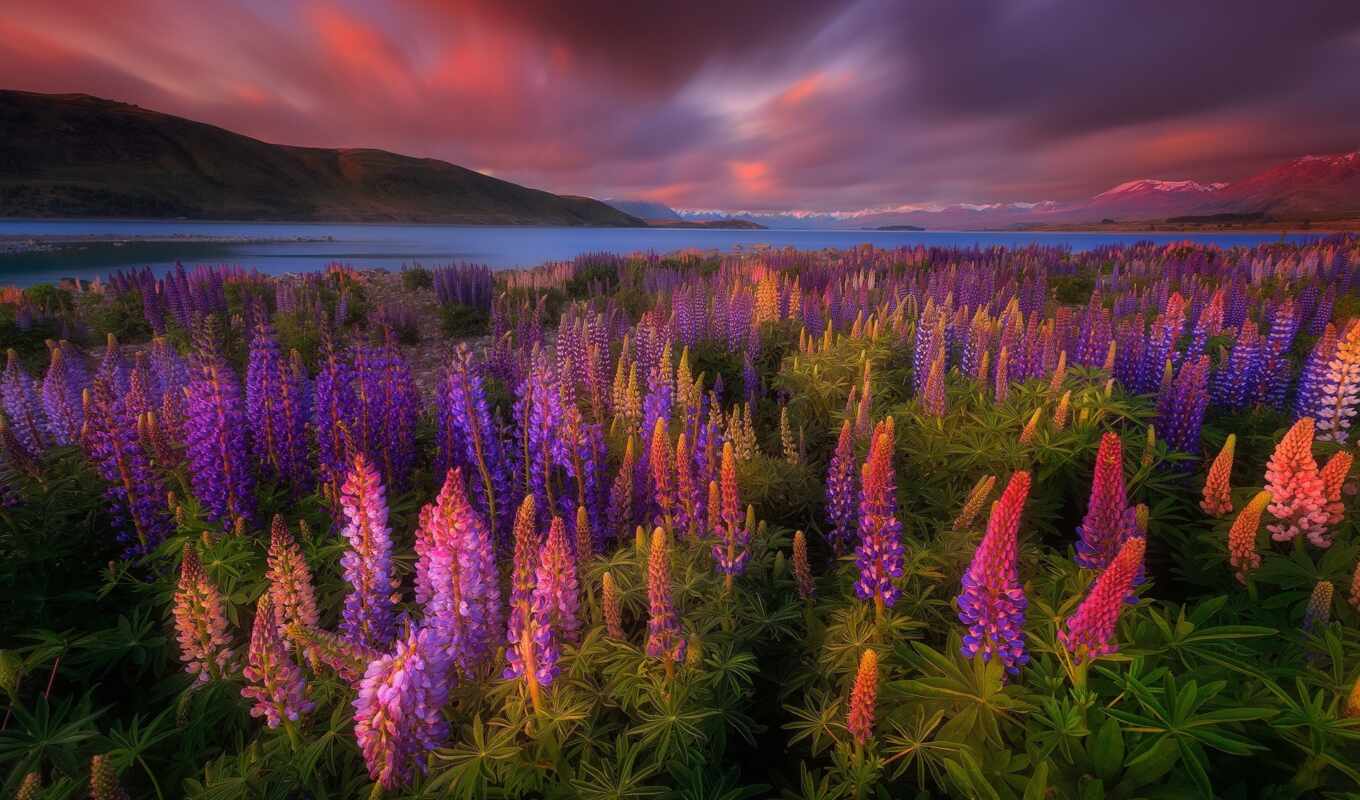 lake, art, flowers, mountain, or, spring, which, red-colored, or, Lupin, art print