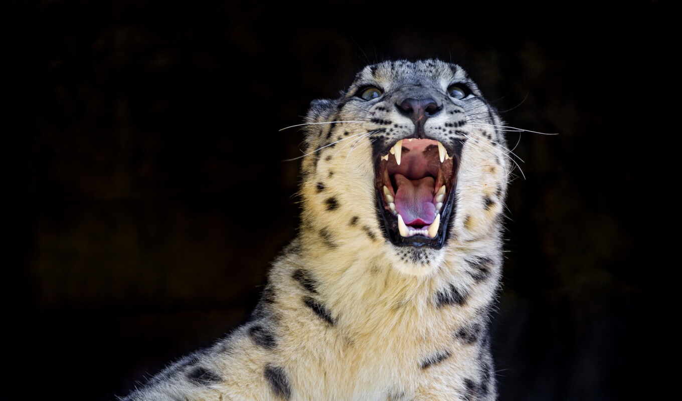 snow, cat, leopard, predator, teeth