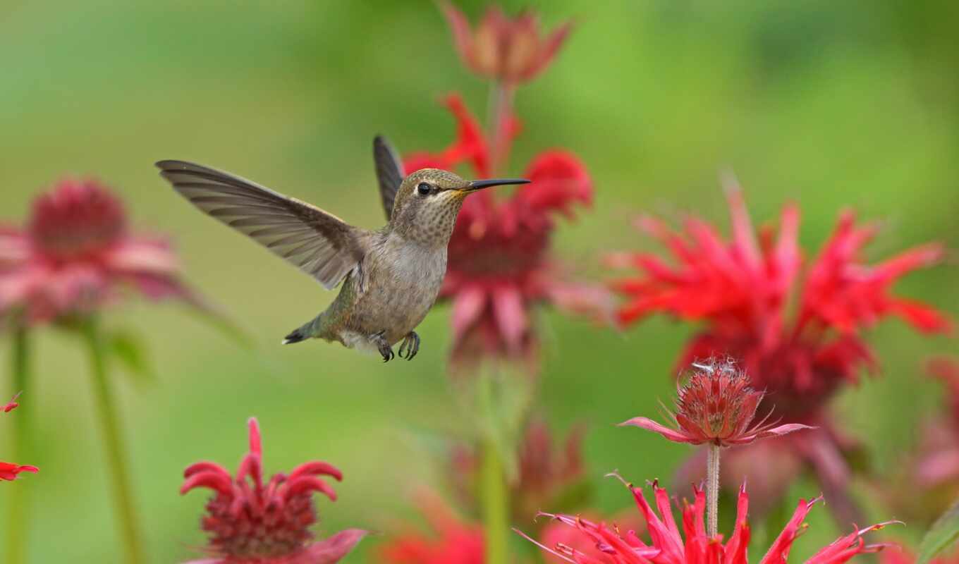 flowers, bird, flor, hummingbirds