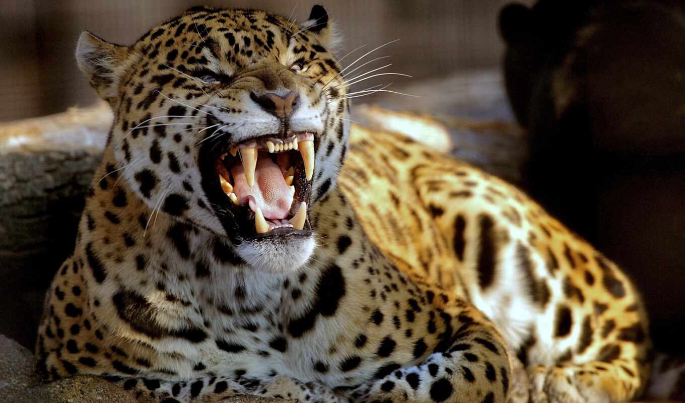 desktop, free, background, images, leopard, predator