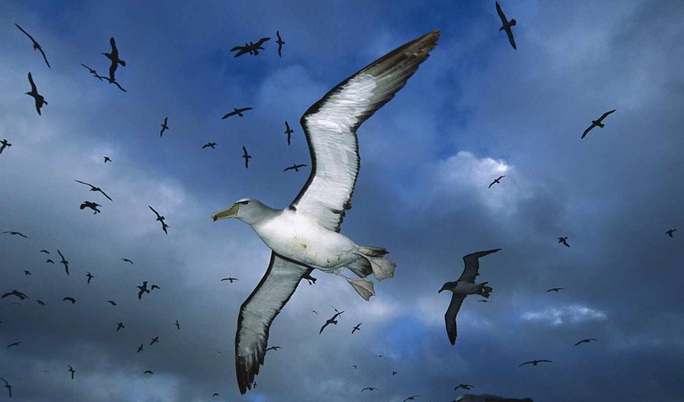 free, bird, tail, short, cloud, albatross, albatross, birds