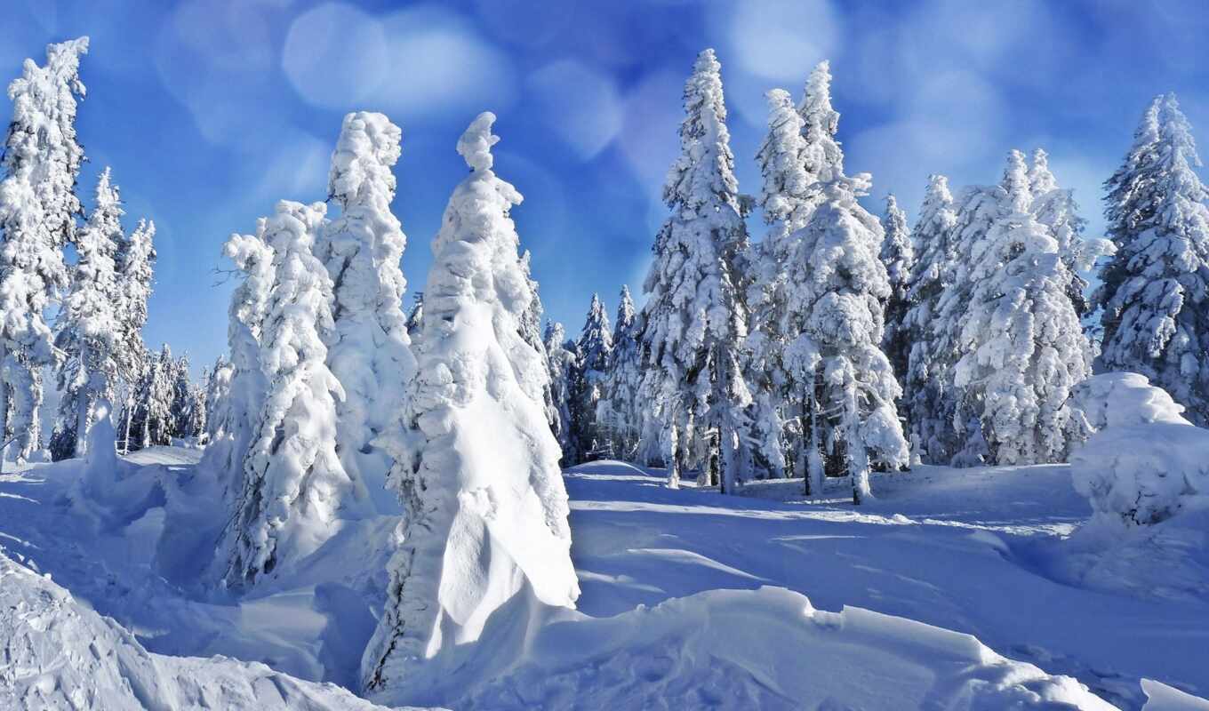 nature, sky, white, tree, frost, snow, winter, forest, freezing, Christmas tree, possibility