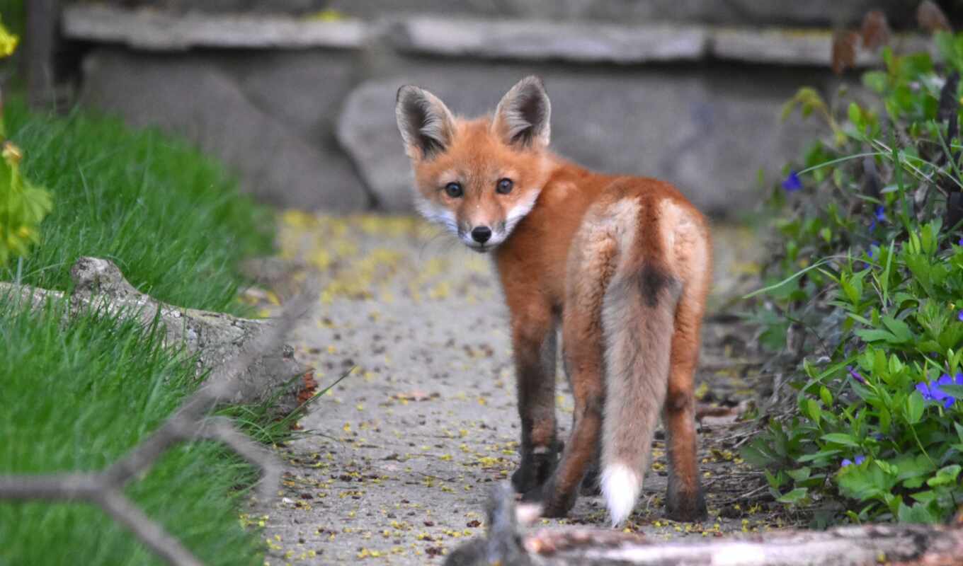 fox, swift