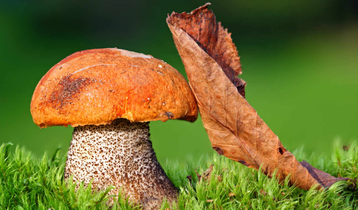 nature, mushroom, grow up, birch mushroom, possin, edible, truffle, leccinum
