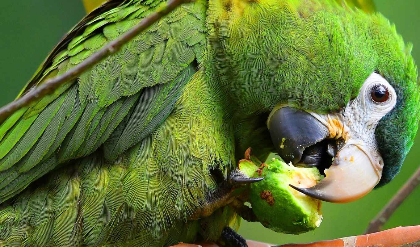 meal, red, green, gap, pose, see, bird, a parrot, animal, rainforest, scare