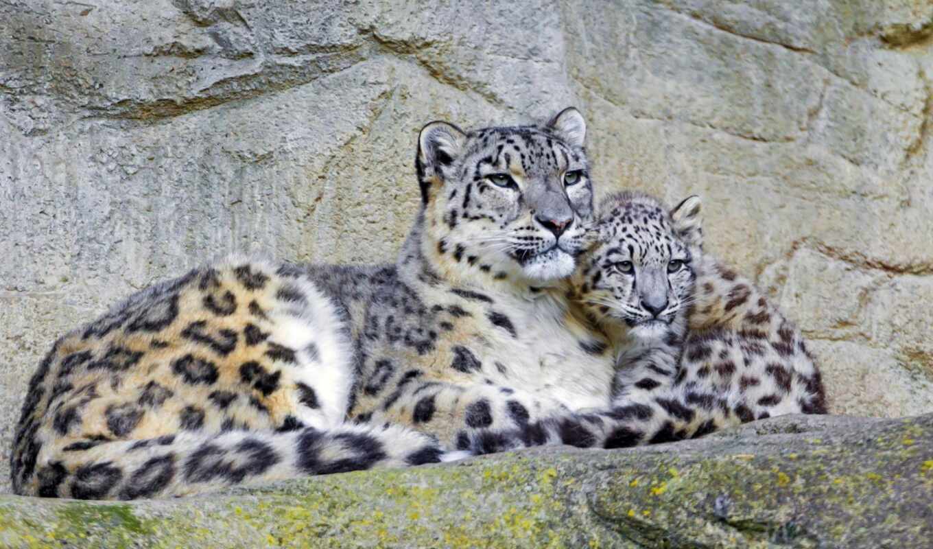 snow, leopard, animal, baby