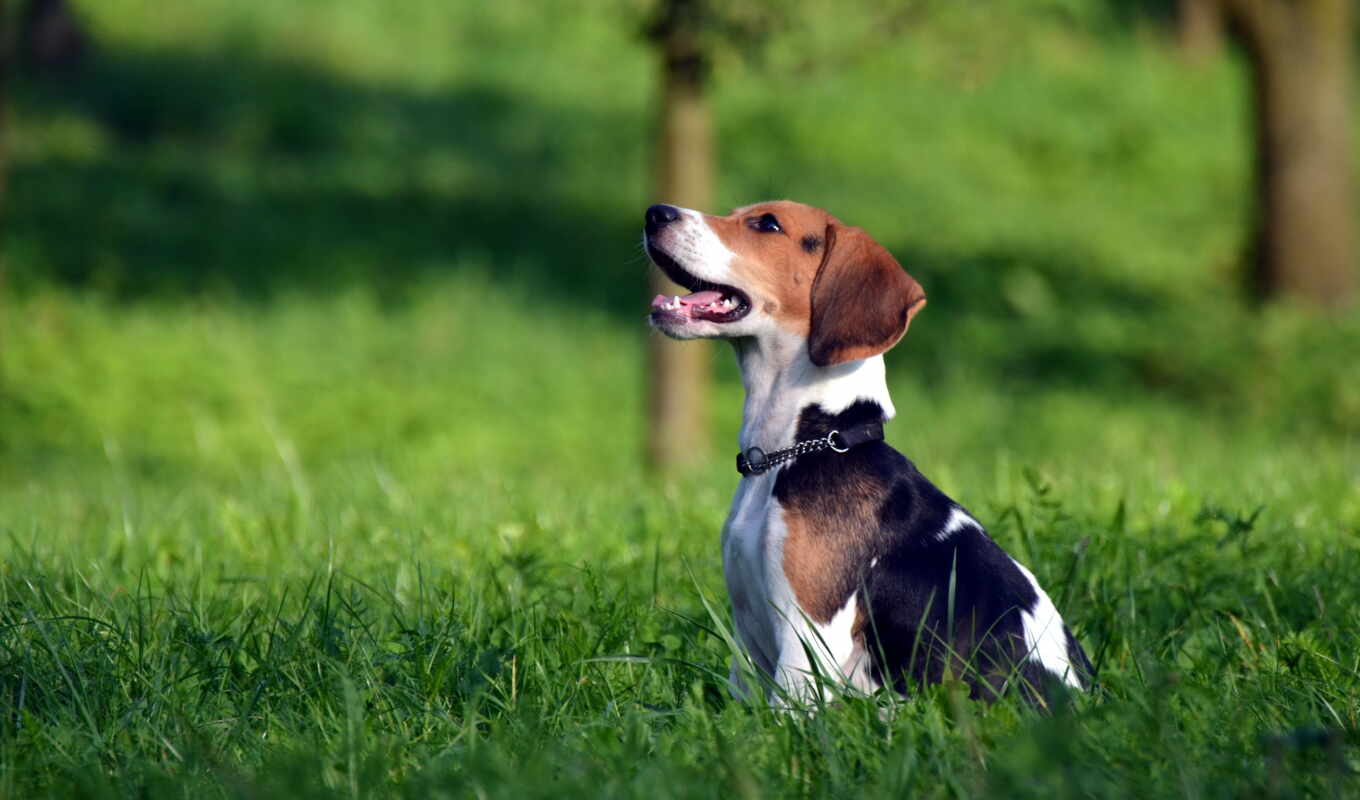 трава, поле, собака, щенок, beagle