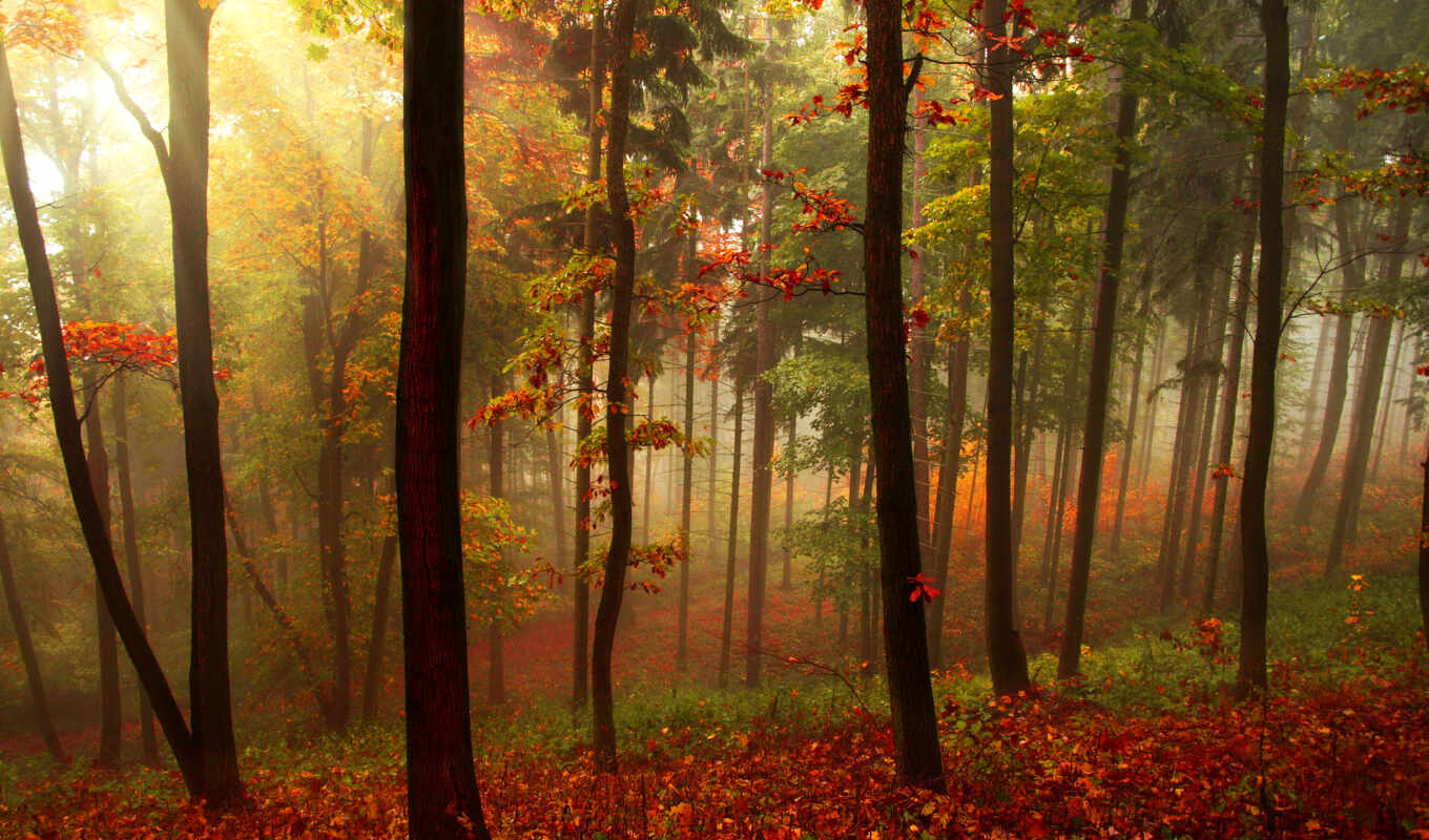 природа, листья, лес, landscape, осень, stock, trees, rays