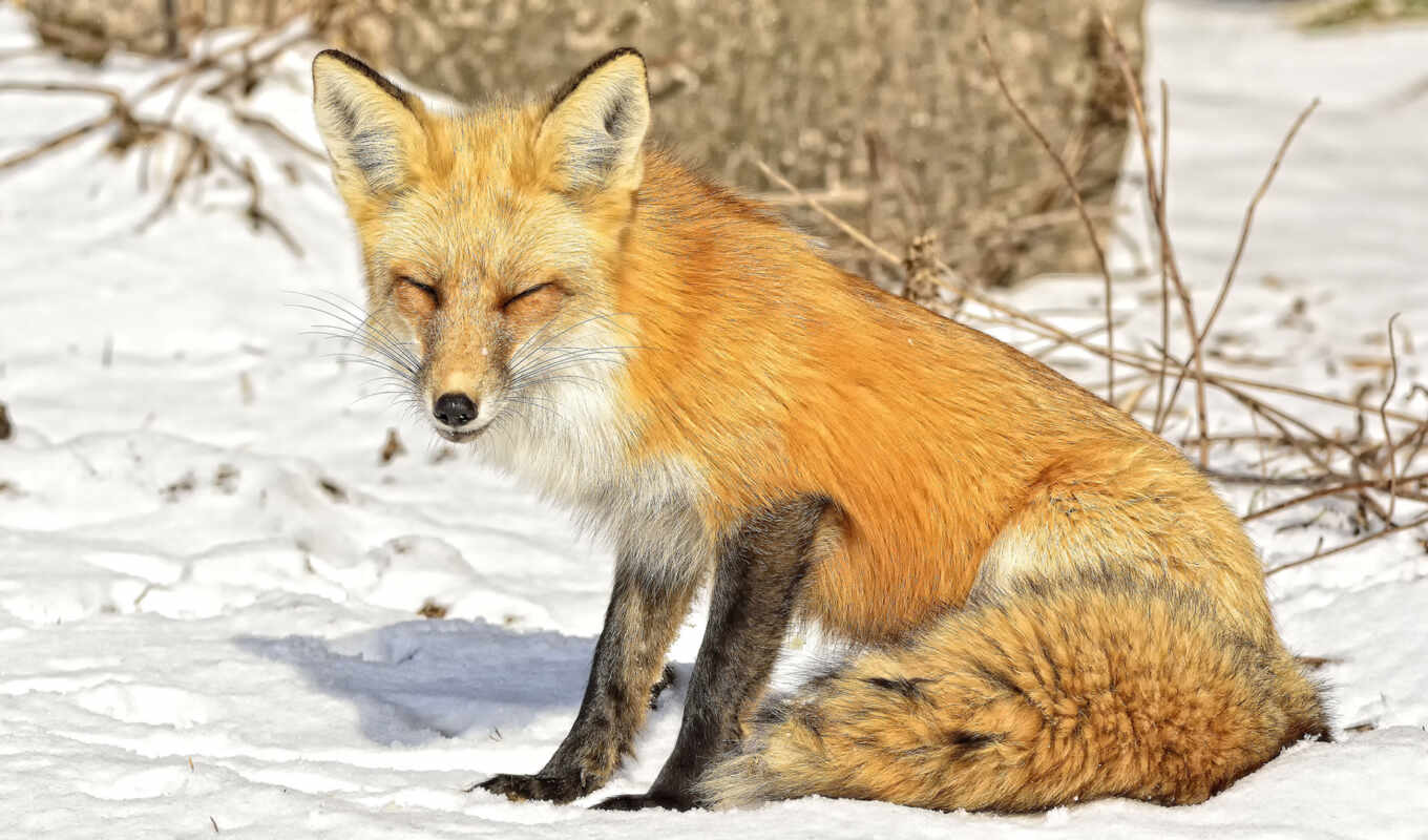 muzzle, fox, living nature, canidae, red fox, red wolf, fast fox, fleshy animal