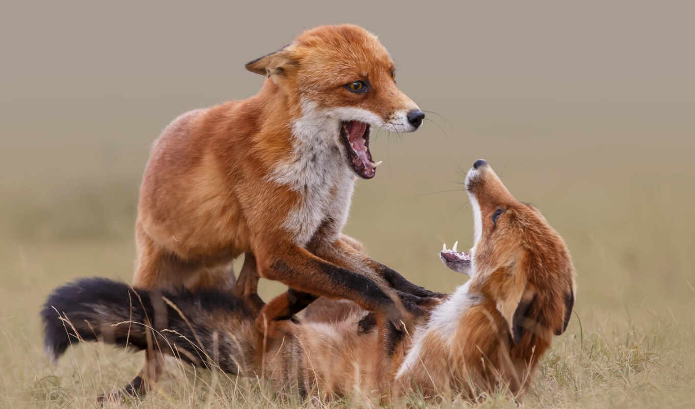 морда, лиса, хвост, dog breed, sporting group, рыжая лисица