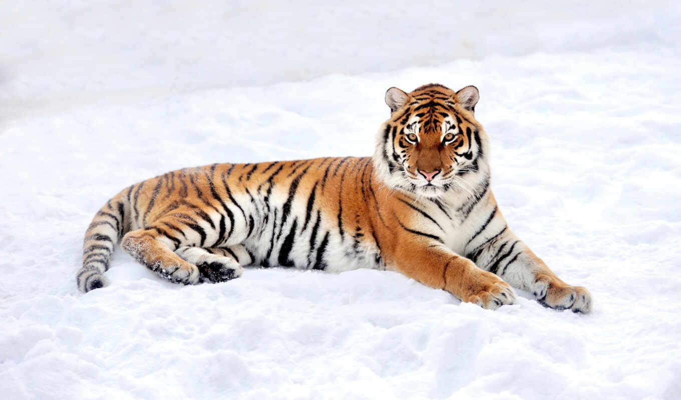 хороший, взгляд, снег, winter, кот, биг, see, amur, тигр, animal