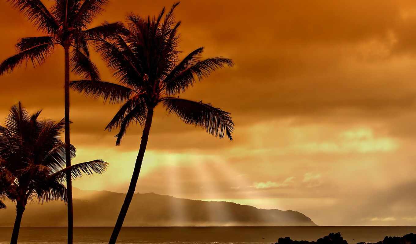 sunset, beach, palm