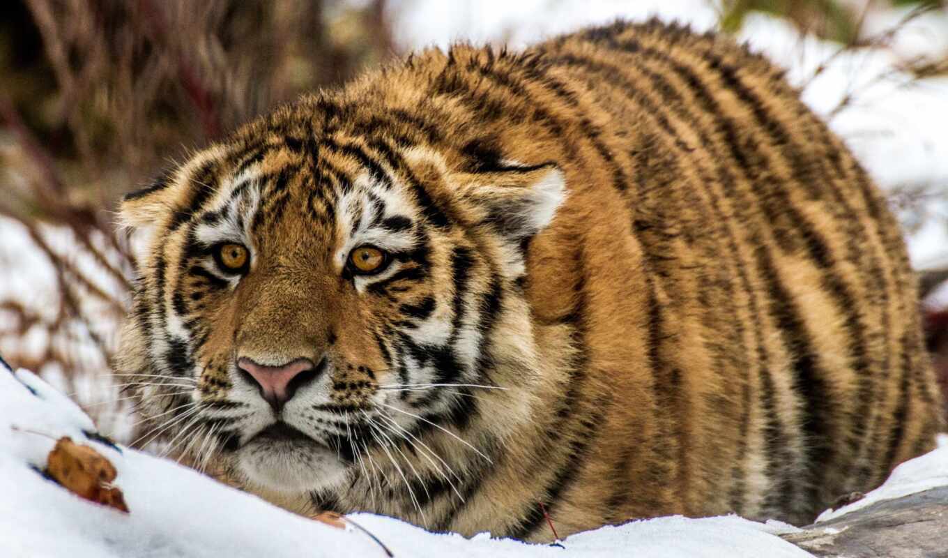 снег, тигр